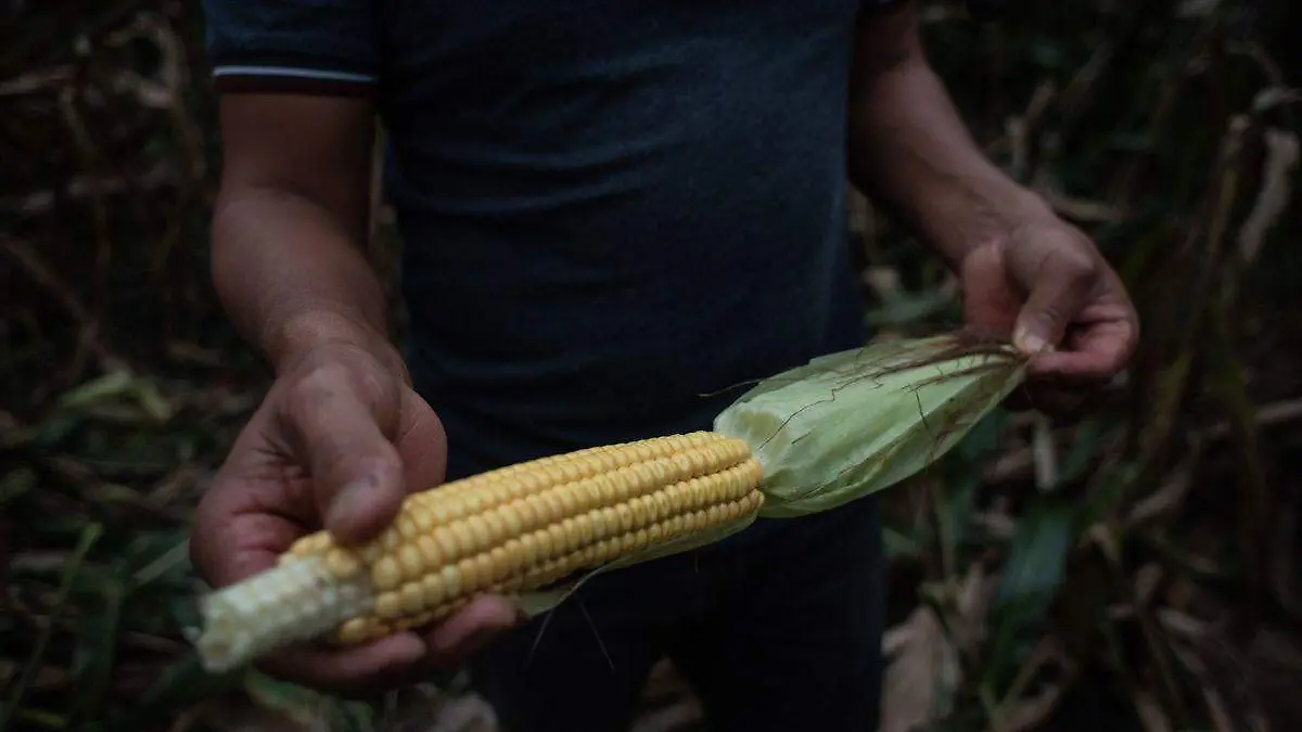 Economía descarta impacto en el comercio por prohibición de maíz transgénico